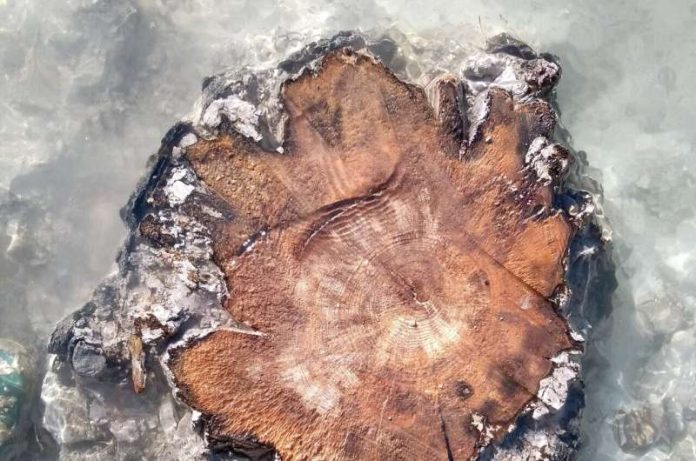 14,600 Old Tree Rings in French Alps Warns About Solar Storm