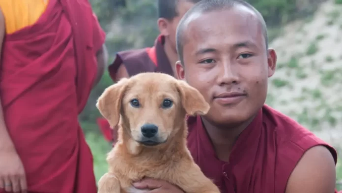 Bhutan Achieves Milestone: First Country to Sterilize Entire Stray Dog Population