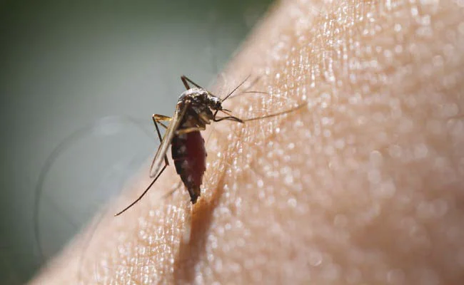 Zika Virus Detected in Mosquito Near Bengaluru