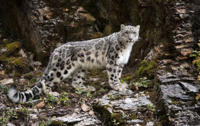 SPAI Report Unveils Snow Leopard Census: Ladakh Tops with 477 in India