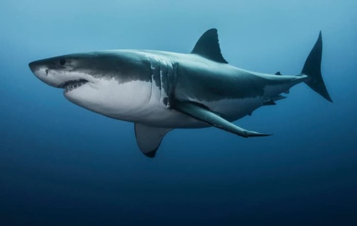 Cocaine in the Seas? Sharks and Other Marine Life Test Positive for Drugs