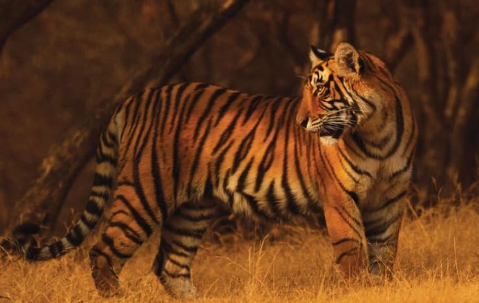 Celebrate International Tiger Day: Some Amazing Facts About These Magnificent Wild Cats