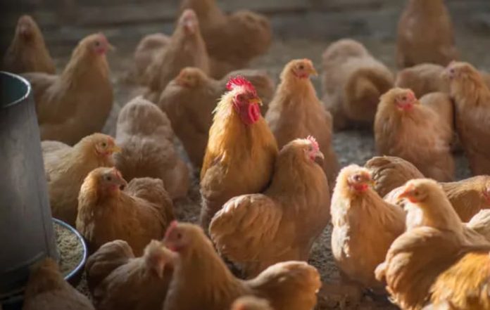  Is there any vaccine strategy to fight 'bird flu'?