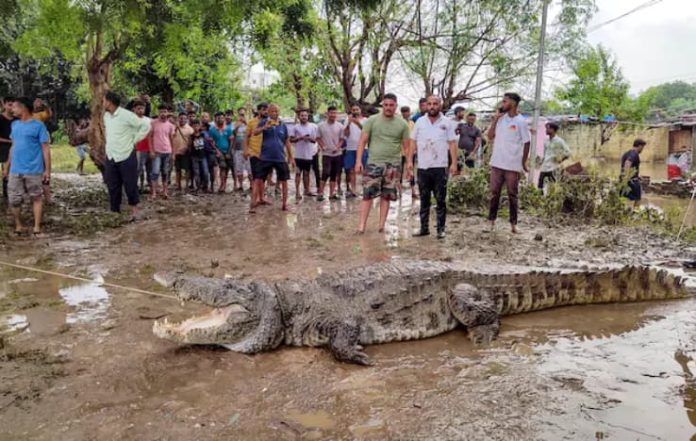 30-Year-Old Man Loses Life in Horrific Crocodile Attack