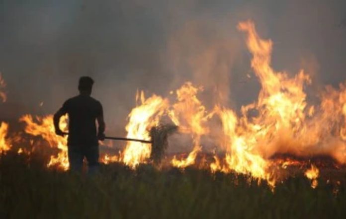 Haryana Doubles Penalties to Combat Stubble Burning